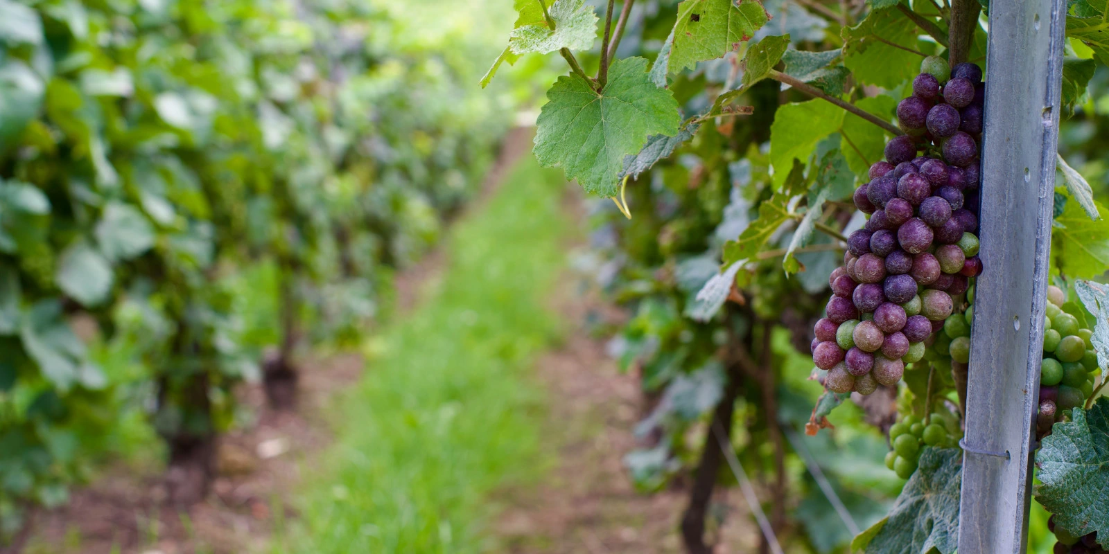 Le Parcours Information Numérique en BUT Info-Com